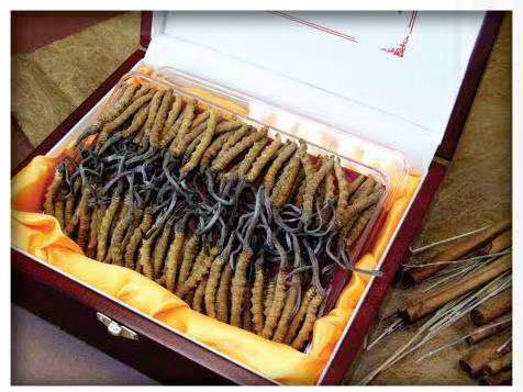 兴城冬虫夏草回收